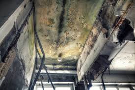 Best Black Mold Removal in Harvey, IL